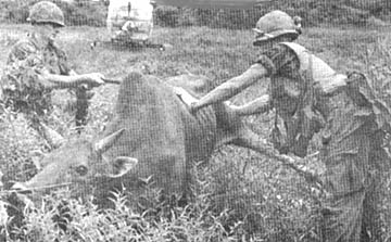 Veterinarian helps ox