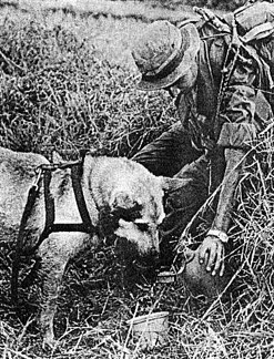 Shannon, and friend SP4 Peter Falcione, 38th Scout Dog Platoon