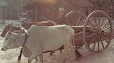 Vietnamese ox cart