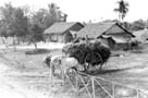 Ox Cart