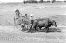 Ox Cart