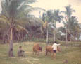 Villagers with oxen