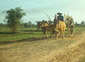 Ox Cart